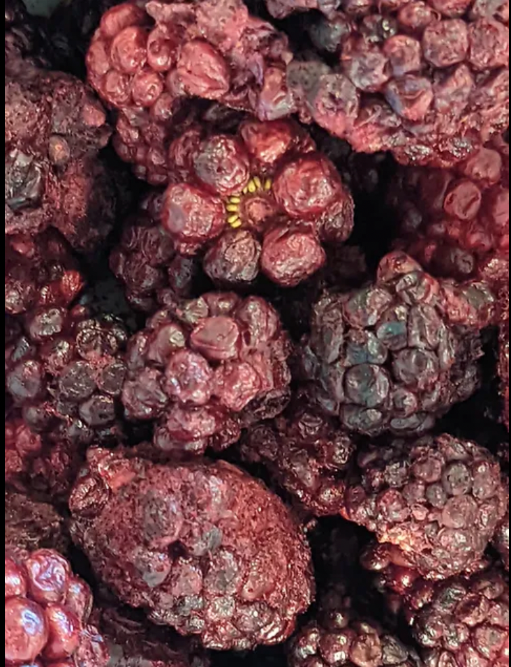 Freeze Dried Fresh Blackberries