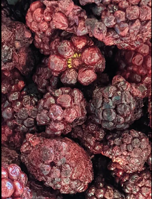 Freeze Dried Fresh Blackberries